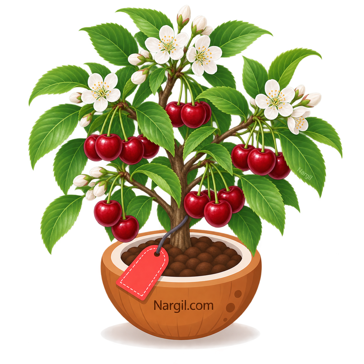Nargil_Prunus cerasus